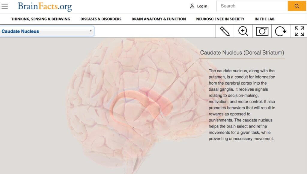 Caudate Nucleus